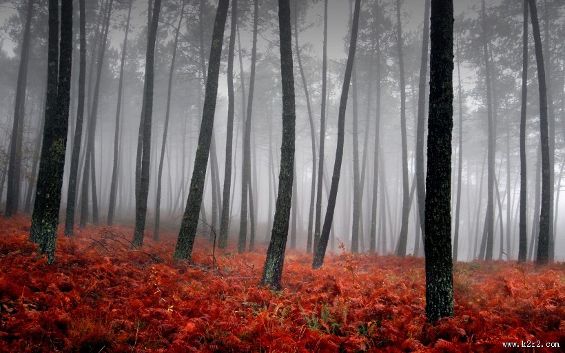 雾中美丽温柔的世界图片大全