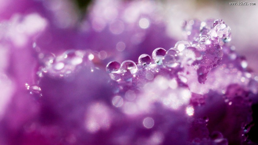 晶莹的露珠图片