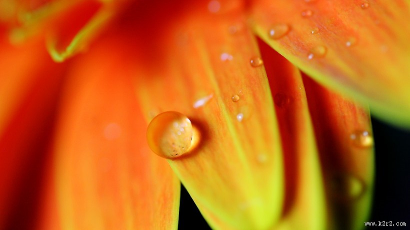 晶莹的露珠图片