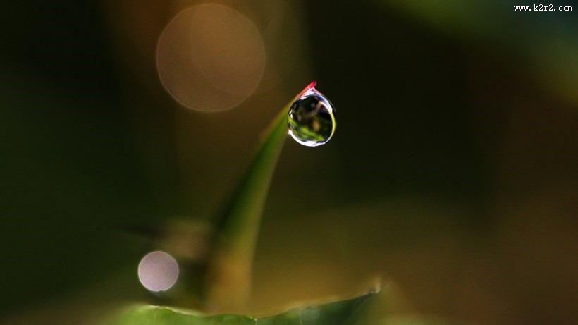 晶莹的露珠图片