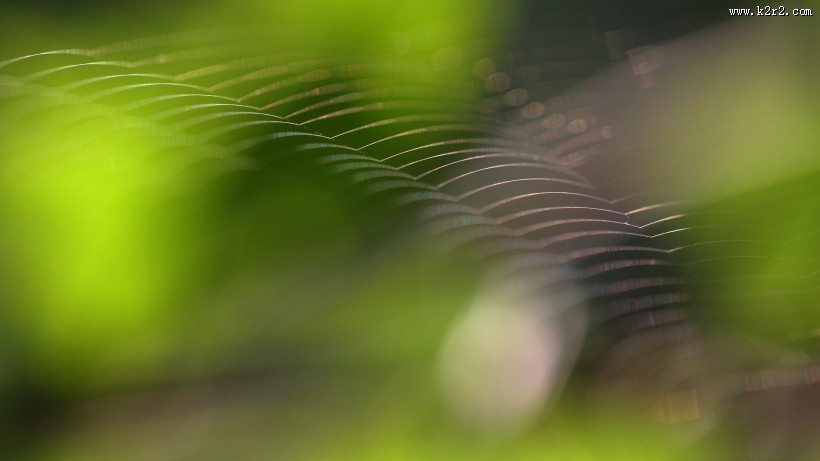 晶莹的露珠图片