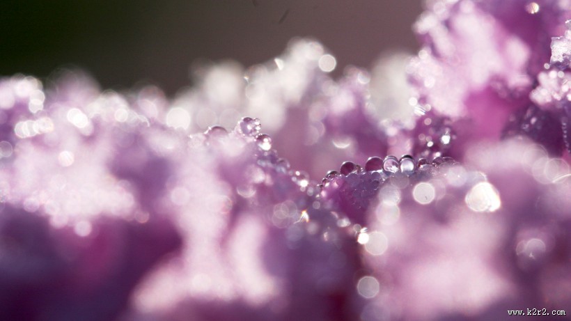 晶莹的露珠图片