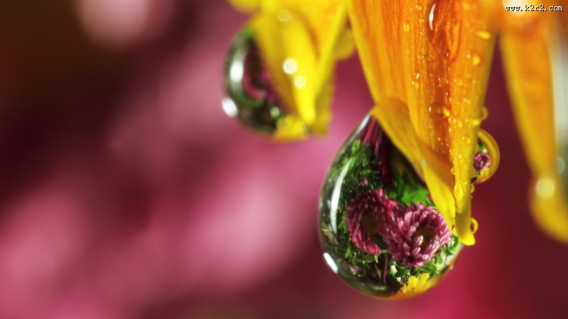 晶莹的露珠图片