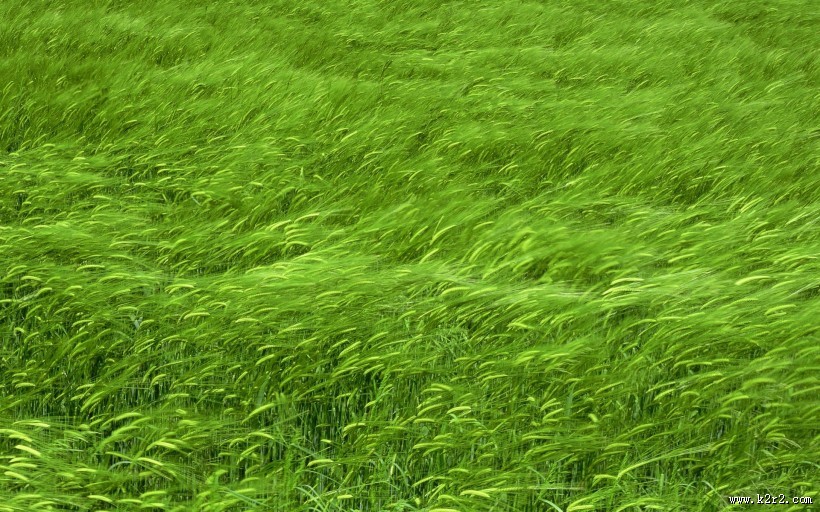 清新嫩草特写图片大全