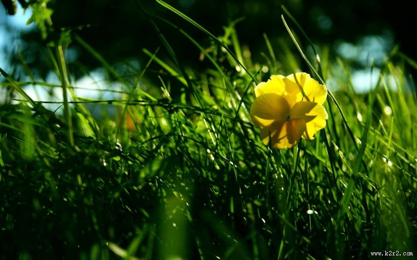 清新嫩草特写图片大全