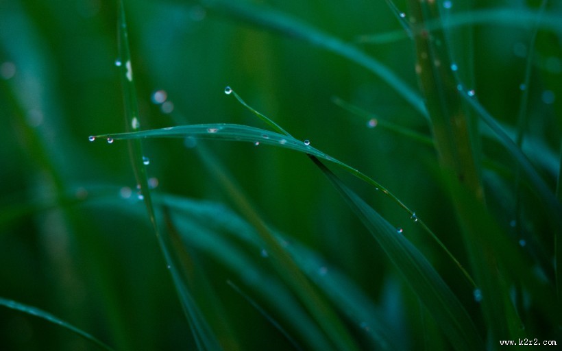 清新嫩草特写图片