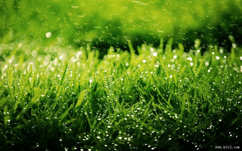 清新嫩草特写图片