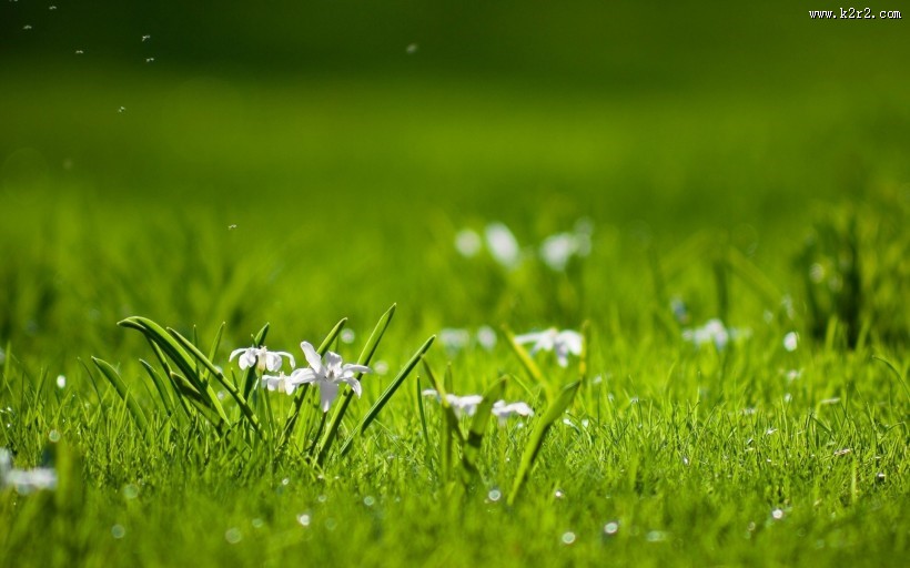 清新嫩草特写图片