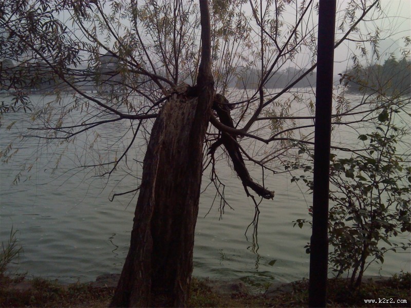 阳光下的树林图片