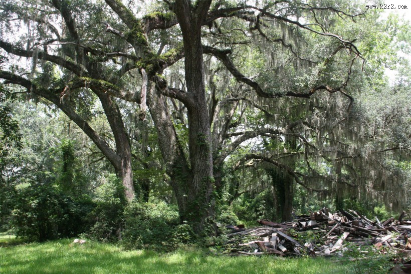 阳光下的树林图片