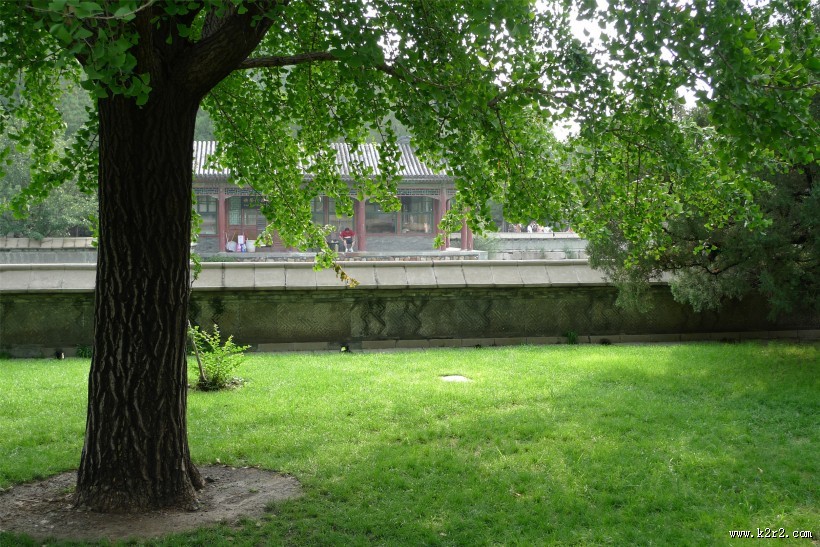 阳光下的树林图片