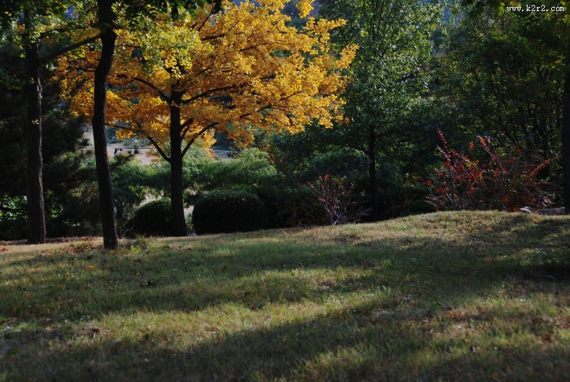 金黄色秋天风景图片