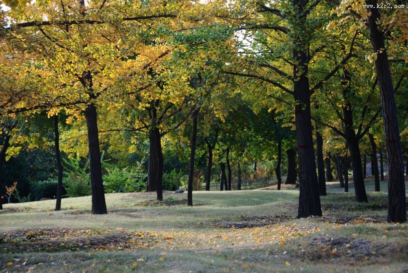 金黄色秋天风景图片