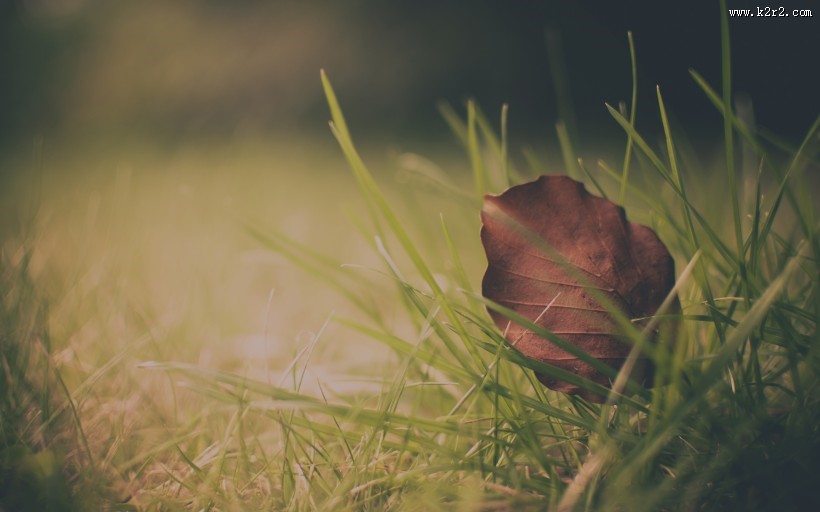 一叶知秋图片