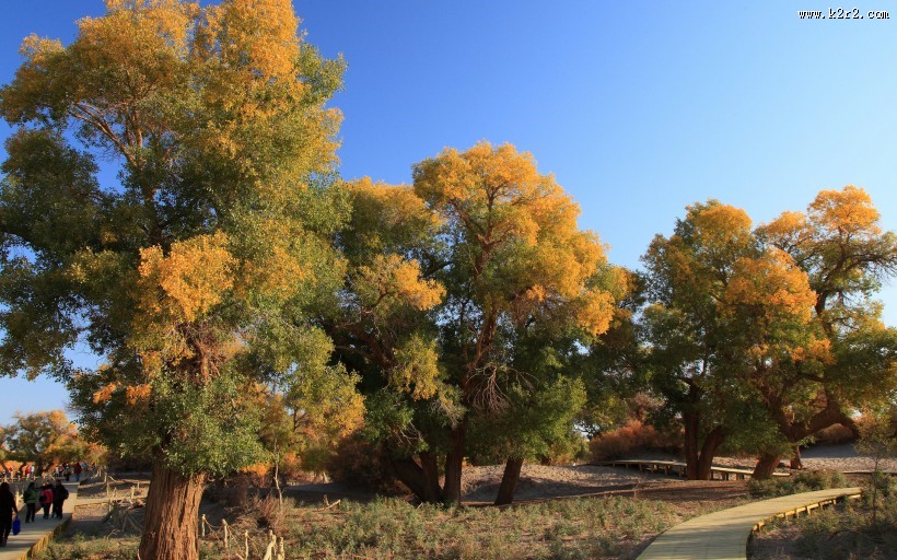 胡杨林秋色风景图片