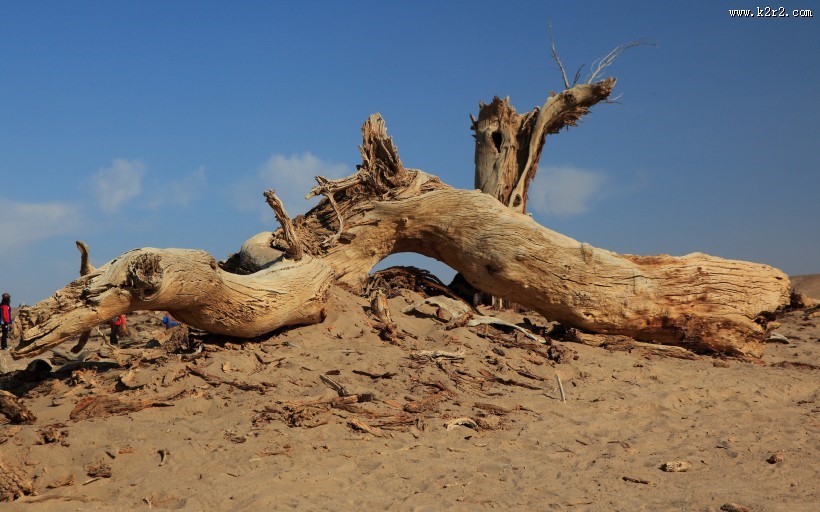 胡杨林秋色风景图片