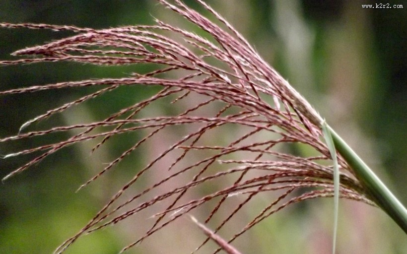 芦苇塘风景图片