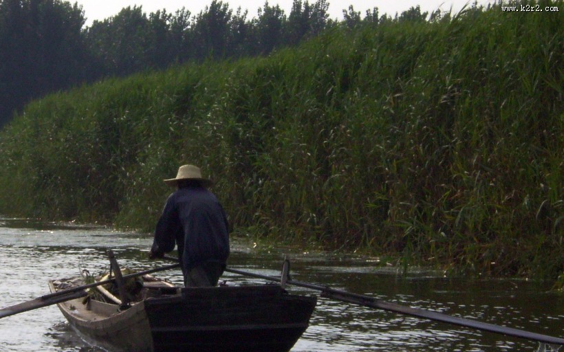 芦苇塘风景图片
