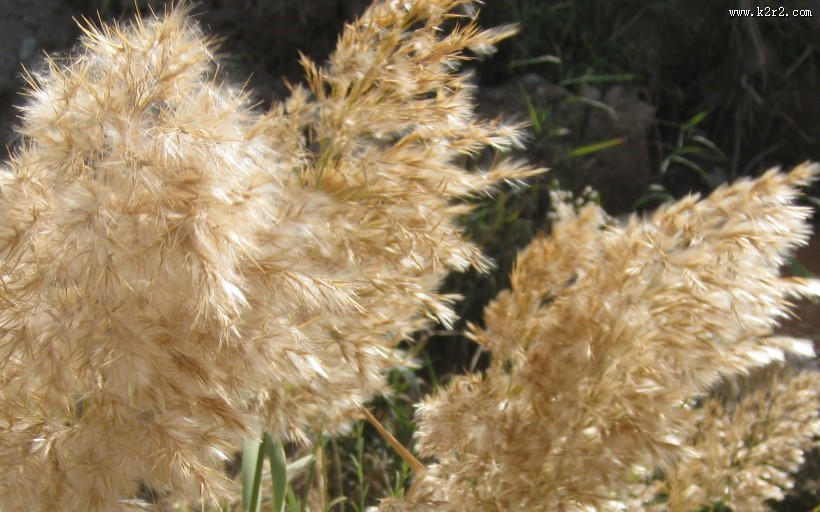 芦苇塘风景图片