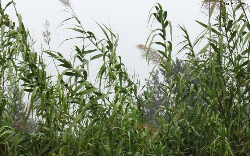 芦苇塘风景图片