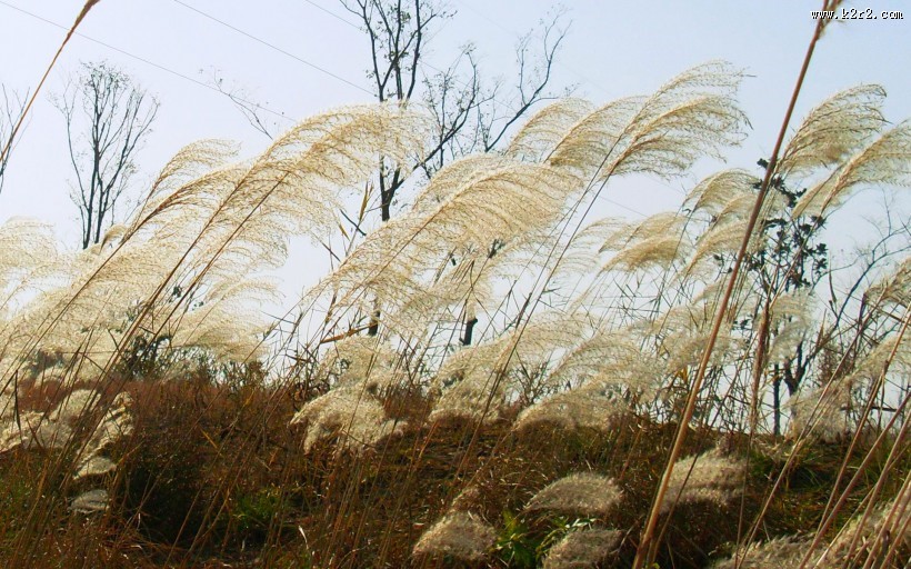 芦苇塘风景图片