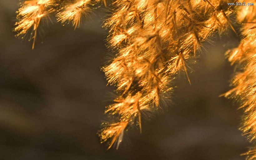 芦苇塘风景图片