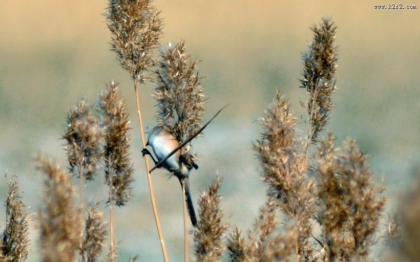 芦苇塘风景图片