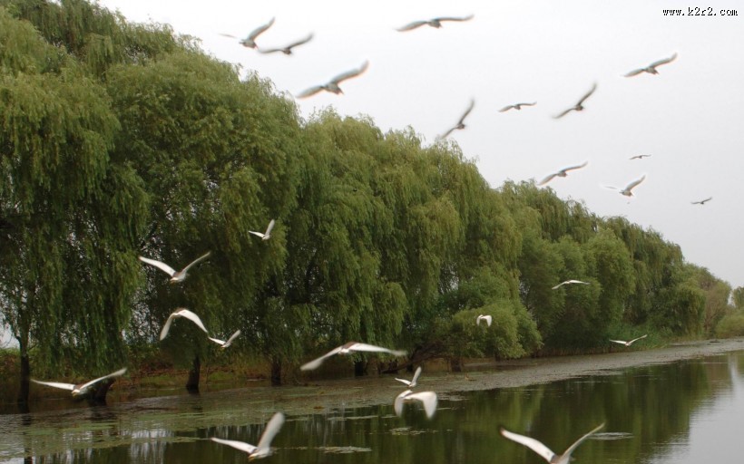 芦苇塘风景图片