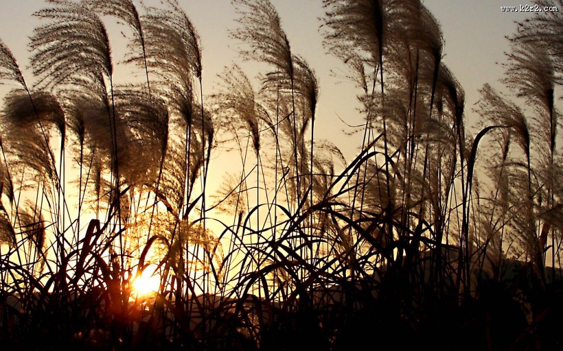 芦苇塘风景图片