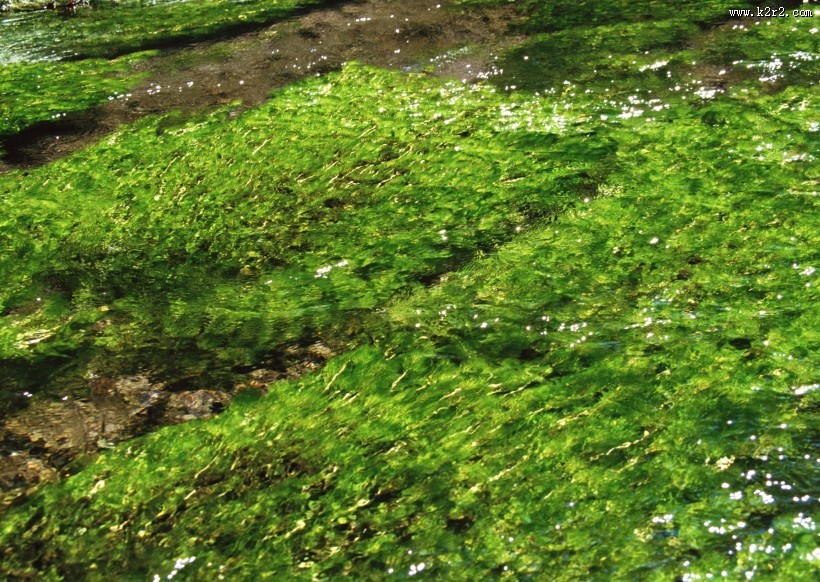 清澈水底图片大全