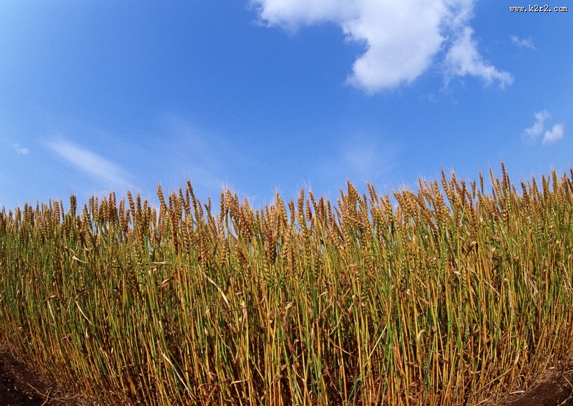 金色的麦田图片大全