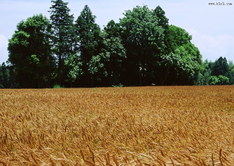 金色的麦田图片大全