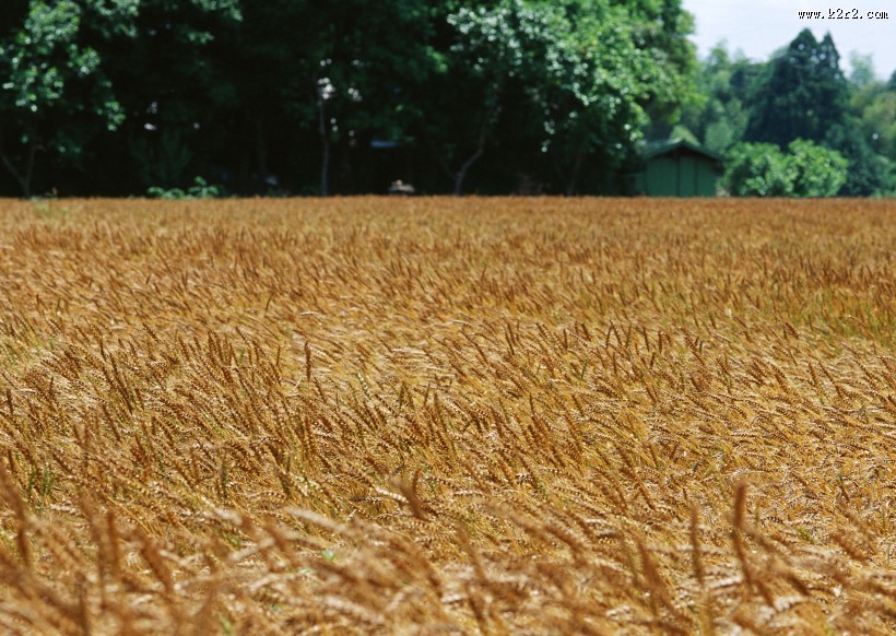 金色的麦田图片大全
