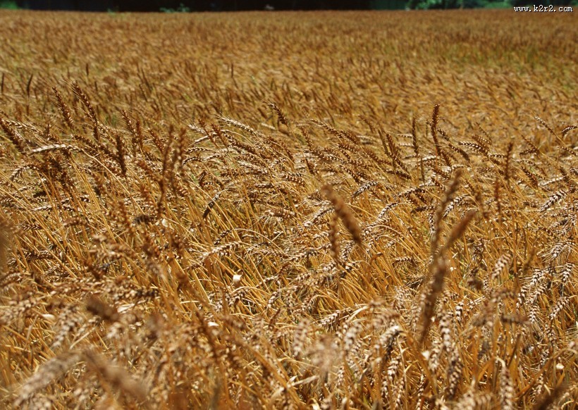 金色的麦田图片大全