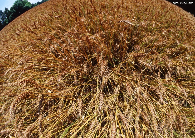 金色的麦田图片大全