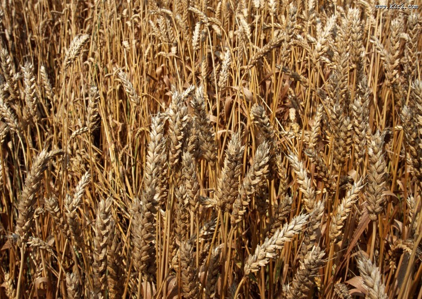 金色的麦田图片大全