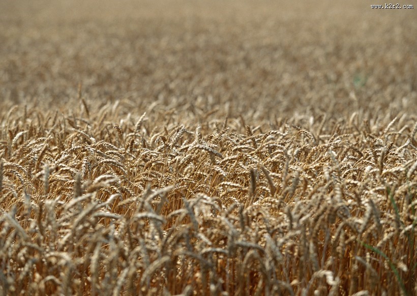 金色的麦田图片大全