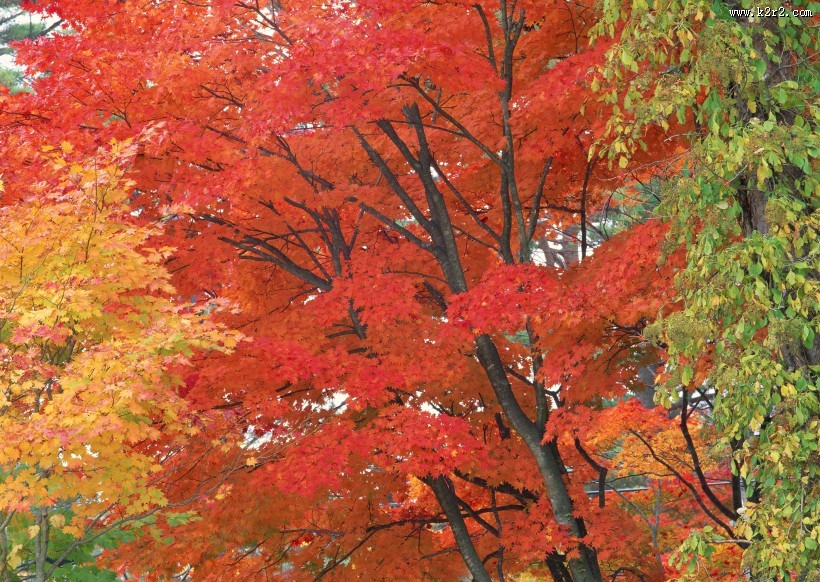 秋季红叶图片