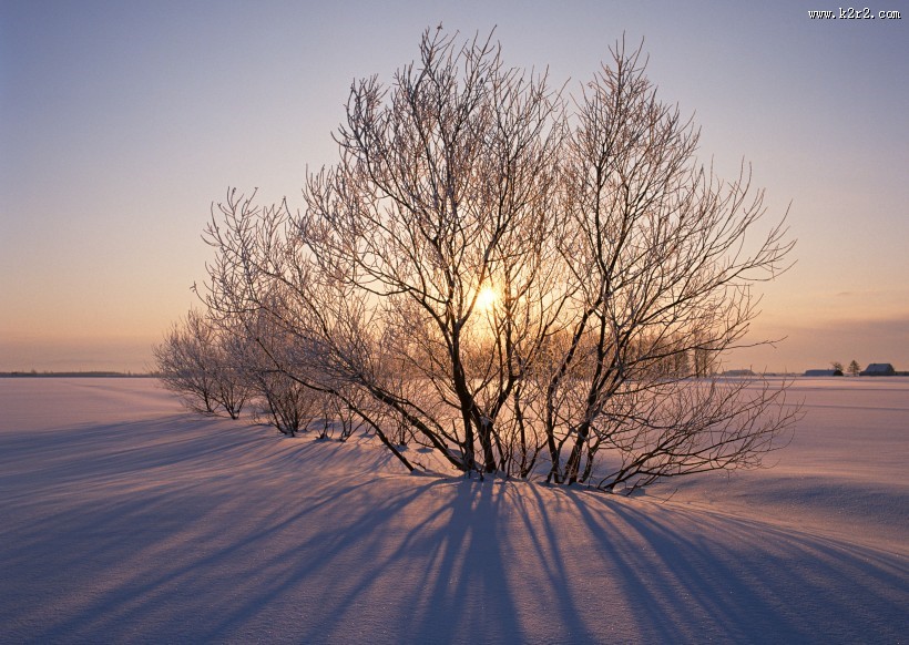 冬季的树木图片