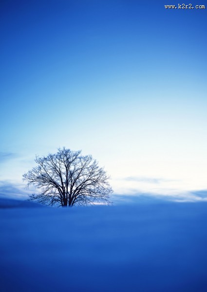 冬季的树木图片