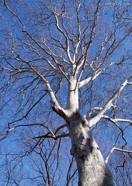 冬季的树木图片