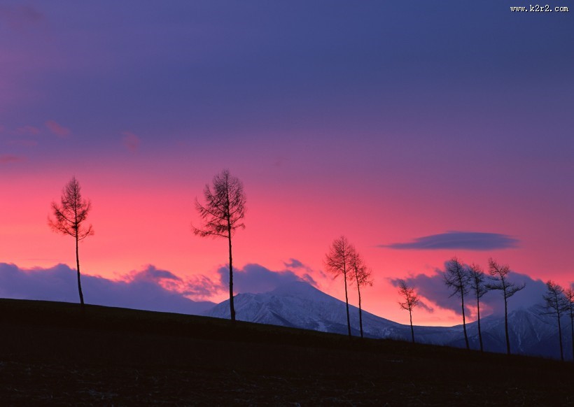 黄昏树木剪影图片