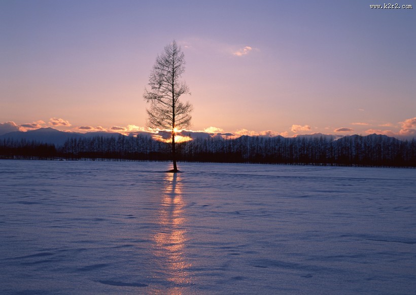 黄昏树木剪影图片