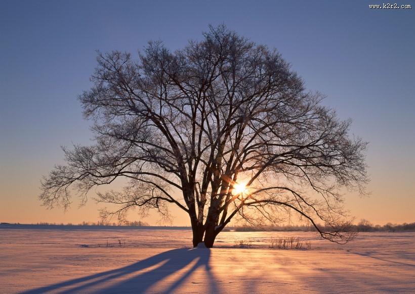 黄昏树木剪影图片