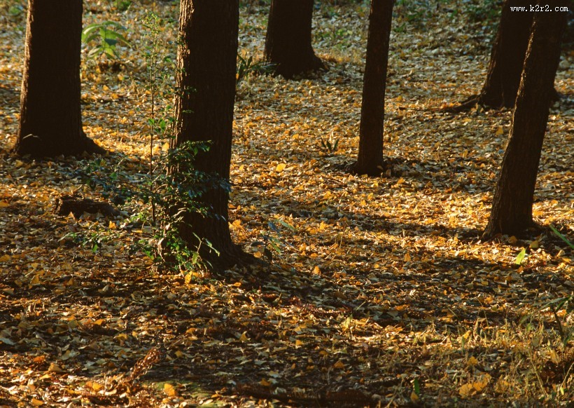 秋天的森林图片