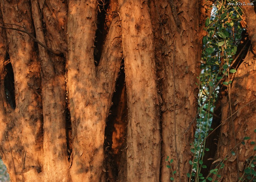 秋天的森林图片