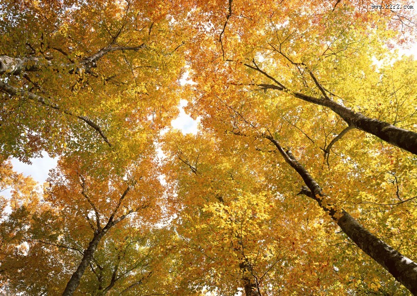 秋天的森林图片