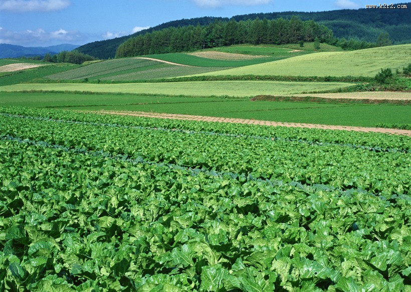 菜地丰收图片