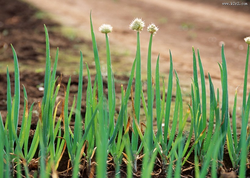收获大葱图片大全