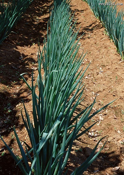 收获大葱图片大全